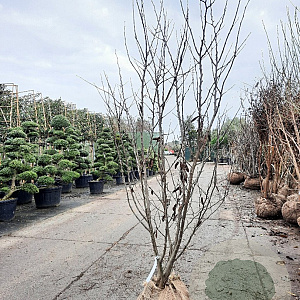 Cercis siliquastrum 200-250 cm draadkluit meerstammig