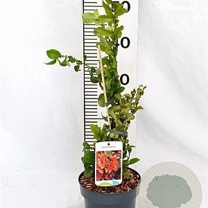 Chaenomeles sup. 'Orange Trail' 30-40 cm 2,0L