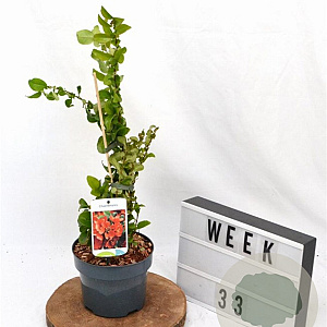 Chaenomeles sup. 'Orange Trail' 30-40 cm 2,0L