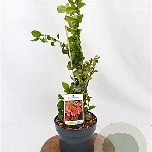 Chaenomeles sup. 'Orange Trail' 30-40 cm 2,0L