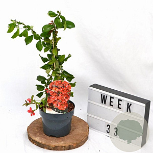 Chaenomeles sup. 'Red Trail' 30-40 cm 2,0L