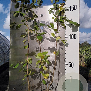 Corylus avellana 200-225 cm 5,0L