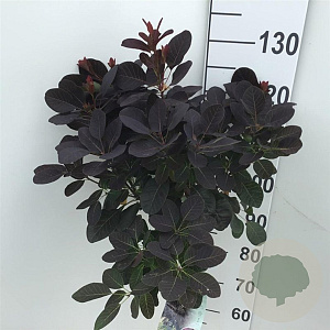 Cotinus cog. 'Royal Purple' 80 cm stam 7,5L