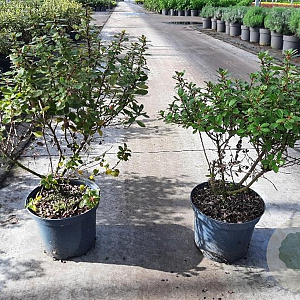 Escallonia 'Red Dream' GM C3