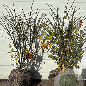 Euonymus alat. 'Compactus' 60-80 cm met kluit