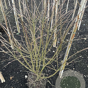 Euonymus alat. 'Compactus' 60-80 cm met kluit