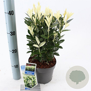 Euonymus jap. Himalaya 20-25 cm 2,0L