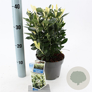 Euonymus jap. Himalaya 20-25 cm 2,0L