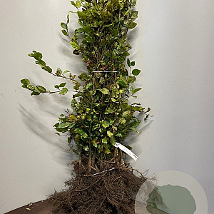 Fagus sylvatica 40-60 cm wortelgoed 1/2