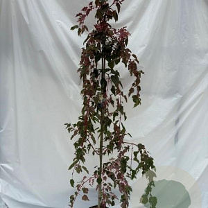 Acer conspicuum 'Red Flamingo' 175-200 cm 10L geveerd