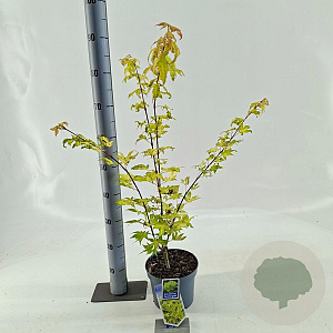 Acer pal. 'Summer Gold' 40-50 cm 3,0L