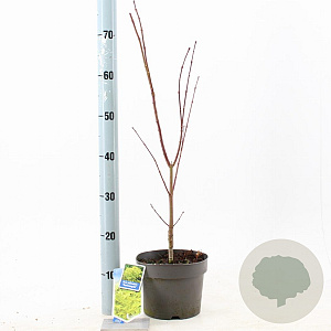 Acer pal. 'Summer Gold' 40-50 cm 3,0L