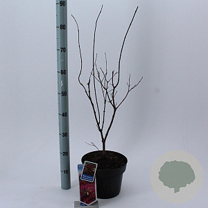 Acer pal. 'Atropurpureum' 60-80 cm 5,0L