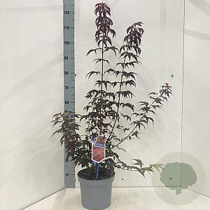 Acer pal. 'Atropurpureum' 60-80 cm 5,0L