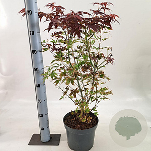 Acer pal. 'Atropurpureum' 60-80 cm 5,0L