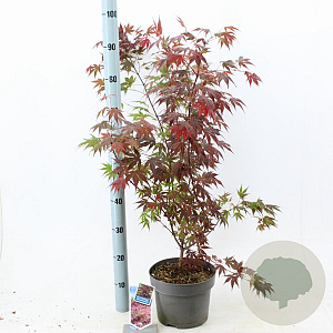 Acer pal. 'Atropurpureum' 60-80 cm 5,0L