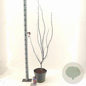 Acer pal. 'Bi-hoo' 80-100 cm 10L