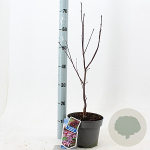 Acer pal. 'Bloodgood' 30-40 cm 3,0L