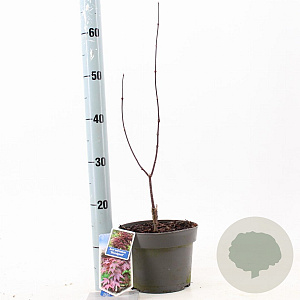 Acer pal. 'Bloodgood' 30-40 cm 3,0L
