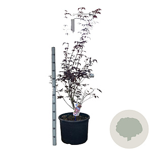 Acer pal. 'Bloodgood' 80-90 cm 35L