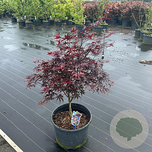 Acer pal. 'Bloodgood' 80-90 cm 35L
