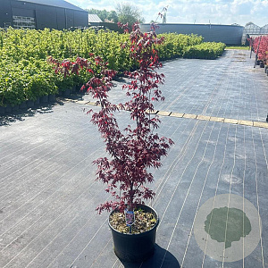Acer pal. 'Bloodgood' 80-90 cm 35L