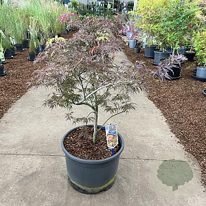 Acer pal. 'Garnet' 80-100 cm 35L