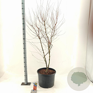 Acer pal. 'Katsura' 125-150 cm 35L