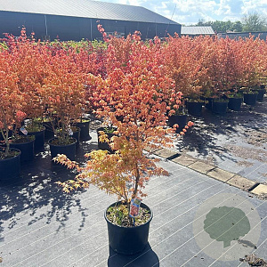 Acer pal. 'Katsura' 125-150 cm 35L