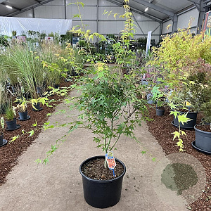 Acer pal. 'Katsura' 125-150 cm 35L