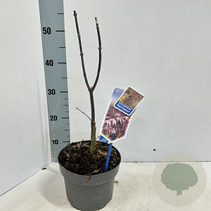 Acer pal. 'Red Emperor' 60 cm 3,0L