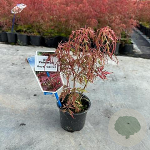 Acer pal. Royal Garnet 25-30 cm P10,5