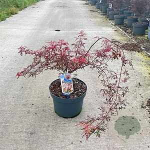 Acer pal. Royal Garnet 80-100 cm 10L