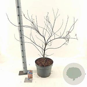 Acer pal. Royal Garnet 80-100 cm 10L