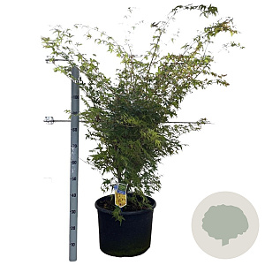 Acer pal. 'Sangokaku' 100-125 cm 35L