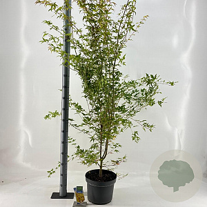 Acer pal. 'Sangokaku' 60-80 cm 10L