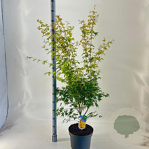 Acer pal. 'Sangokaku' 60-80 cm 10L