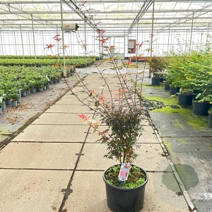 Acer pal. 'Skeeter's Broom' 100-125 cm 35L