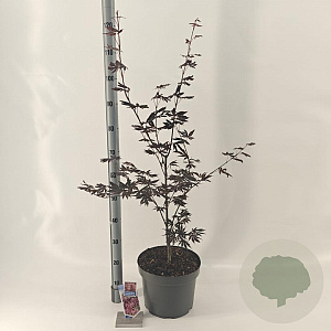Acer pal. 'Trompenburg' 60-70 cm 10L