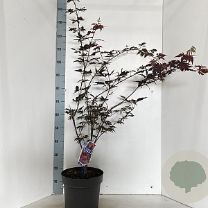 Acer pal. 'Trompenburg' 60-70 cm 10L
