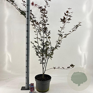 Acer pal. 'Trompenburg' 60-70 cm 10L
