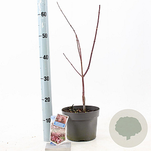 Acer pal. 'Trompenburg' 60 cm 3,0L