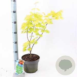 Acer shirasawanum 'Jordan' 40-50 cm 3,0L