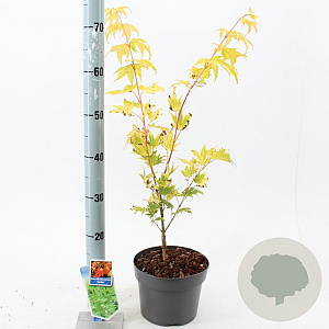 Acer shirasawanum 'Jordan' 40-50 cm 3,0L