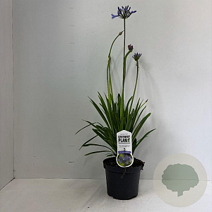 Agapanthus 'Dr Brouwer' 30-40 cm 3,5L