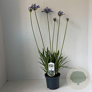 Agapanthus 'Dr Brouwer' 30-40 cm 3,5L