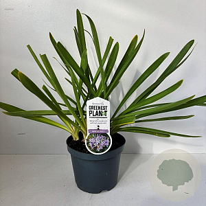 Agapanthus 'Sunfield' 30-40 cm 7,5L