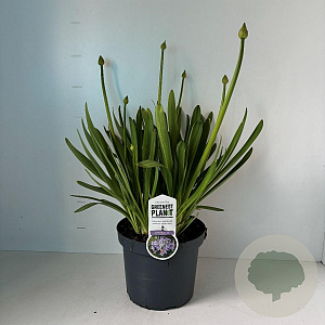 Agapanthus 'Sunfield' 30-40 cm 7,5L