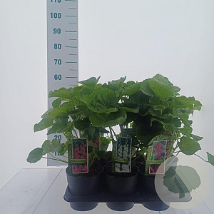Alcea Gemengd 20-25 cm P17