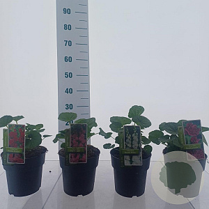 Alcea Gemengd 20-25 cm P17